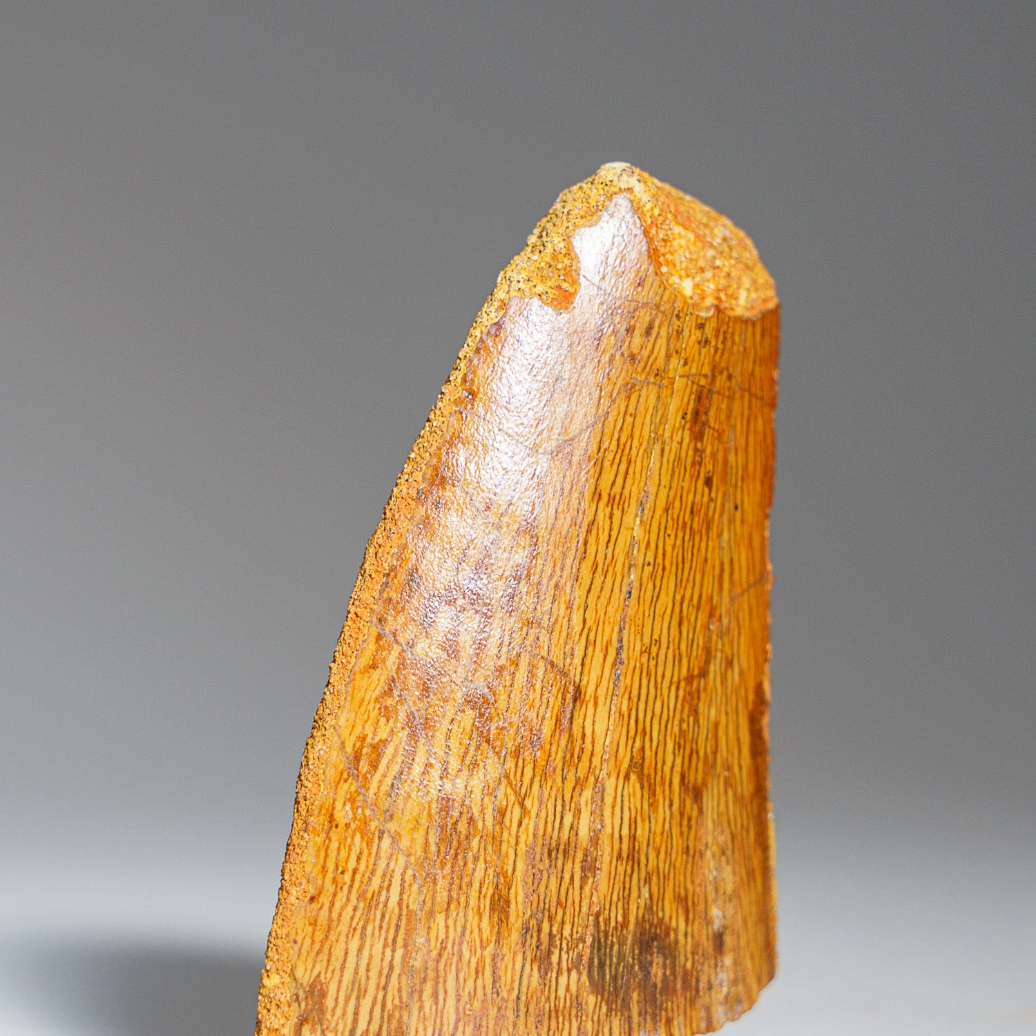 Genuine Carcharodontosaurus Tooth (17.5 grams)
