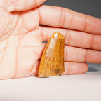 Genuine Carcharodontosaurus Tooth (17.5 grams)