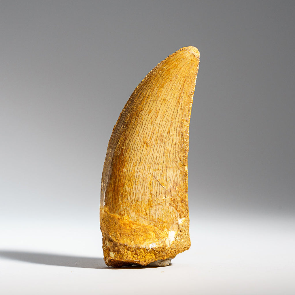 Genuine Carcharodontosaurus Fossil Tooth (30 grams)