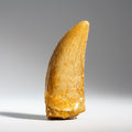 Genuine Carcharodontosaurus Fossil Tooth (30 grams)
