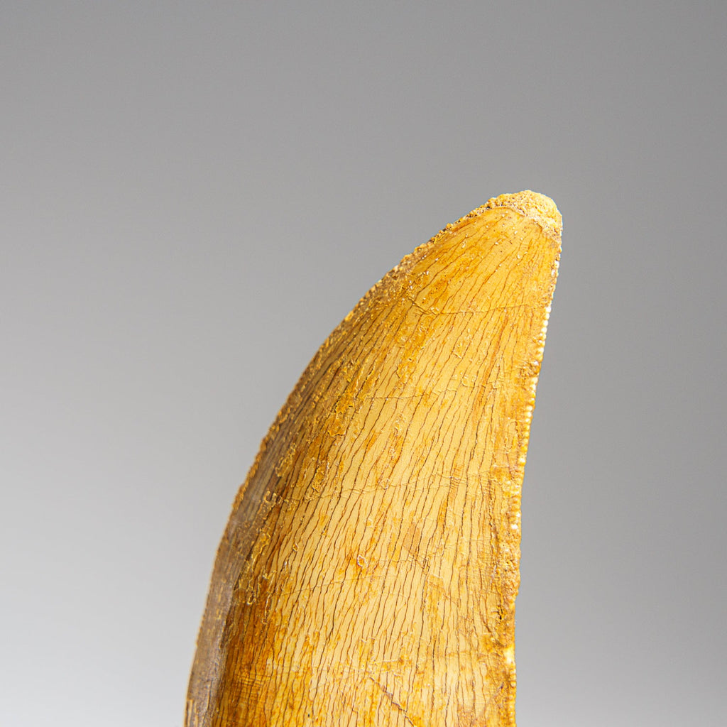 Genuine Carcharodontosaurus Fossil Tooth (30 grams)