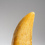 Genuine Carcharodontosaurus Fossil Tooth (30 grams)