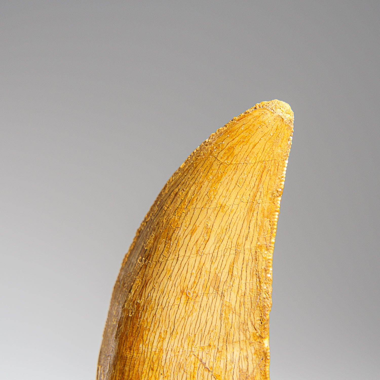 Genuine Carcharodontosaurus Fossil Tooth (30 grams)