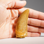 Genuine Carcharodontosaurus Fossil Tooth (30 grams)