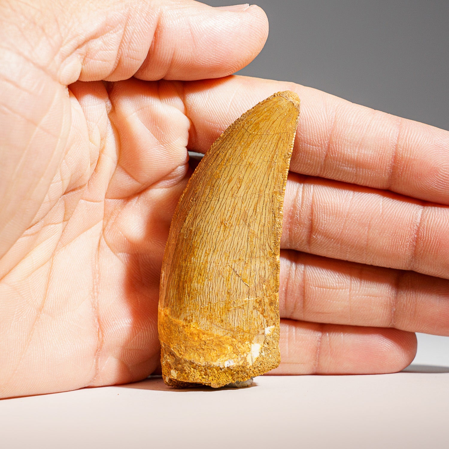 Genuine Carcharodontosaurus Fossil Tooth (30 grams)