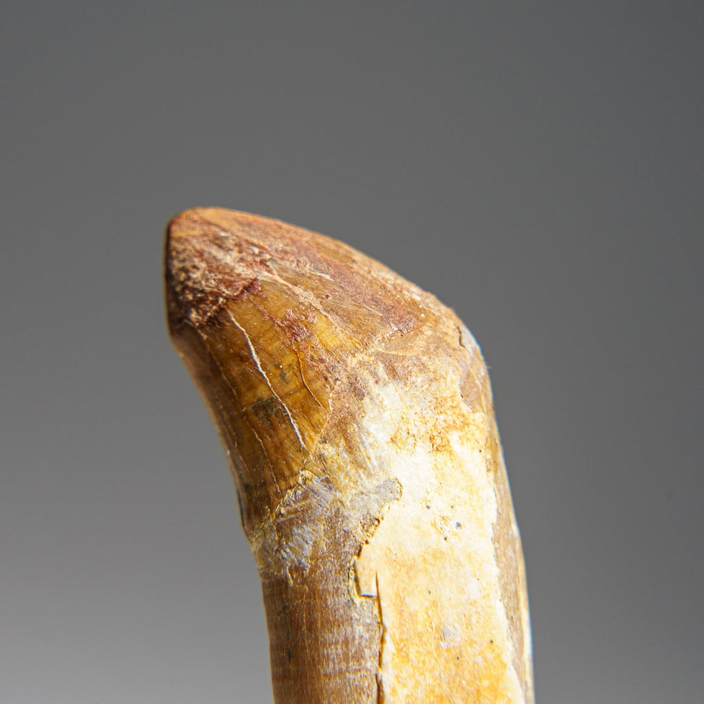 Genuine Mosasaur Tooth (15.6 grams)