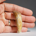 Genuine Mosasaur Tooth (15.6 grams)