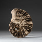 Calcified Ammonite Half (5") From Madagascar