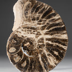 Calcified Ammonite Half (5") From Madagascar