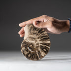 Calcified Ammonite Half (5") From Madagascar