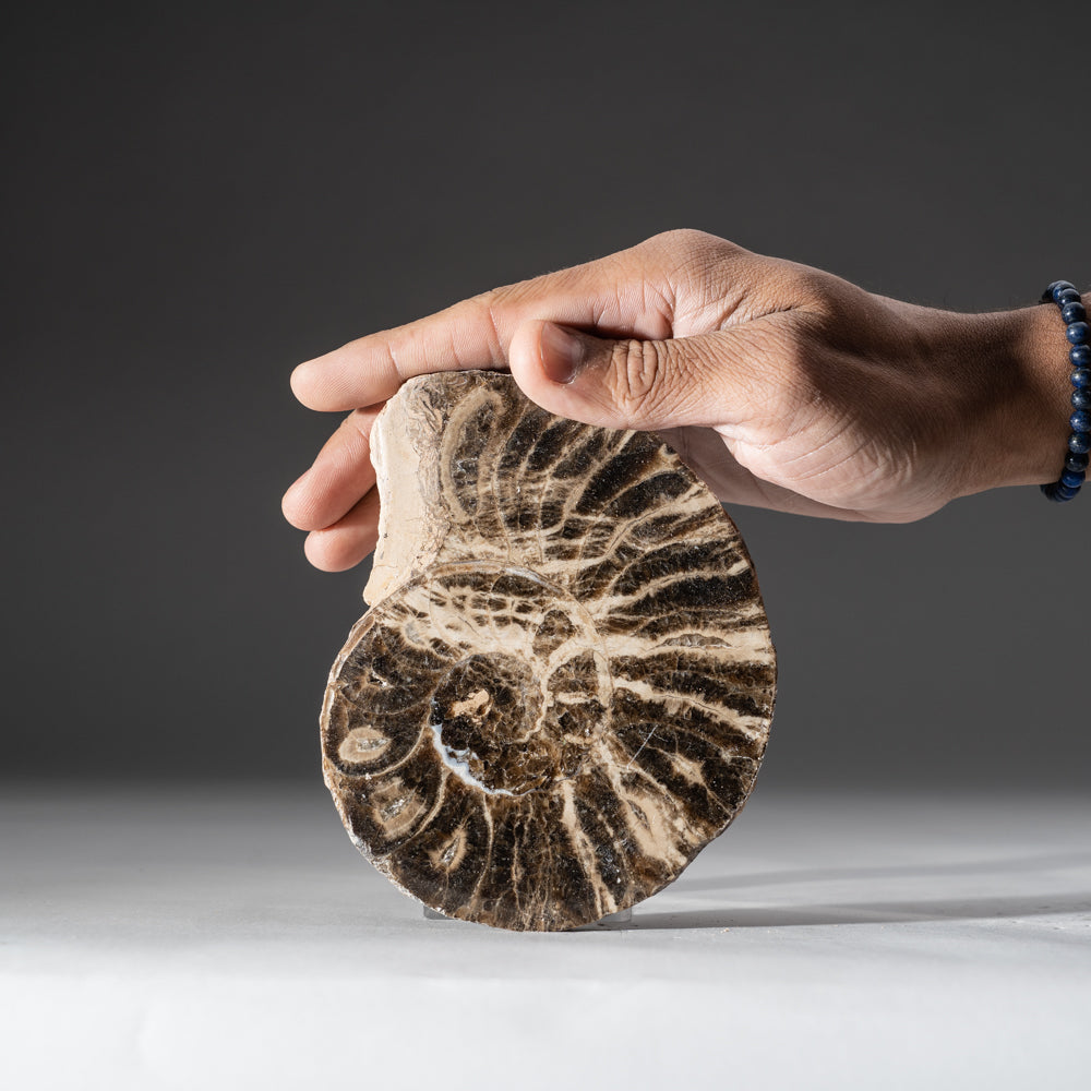 Calcified Ammonite Half (5") From Madagascar