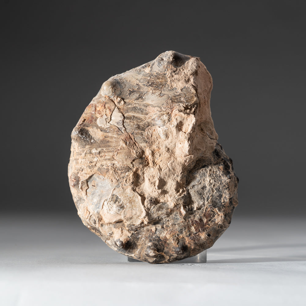 Calcified Ammonite Half (5") From Madagascar