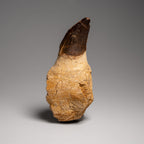 Genuine Mosasaur Tooth with Root From Morocco (163.5 grams)