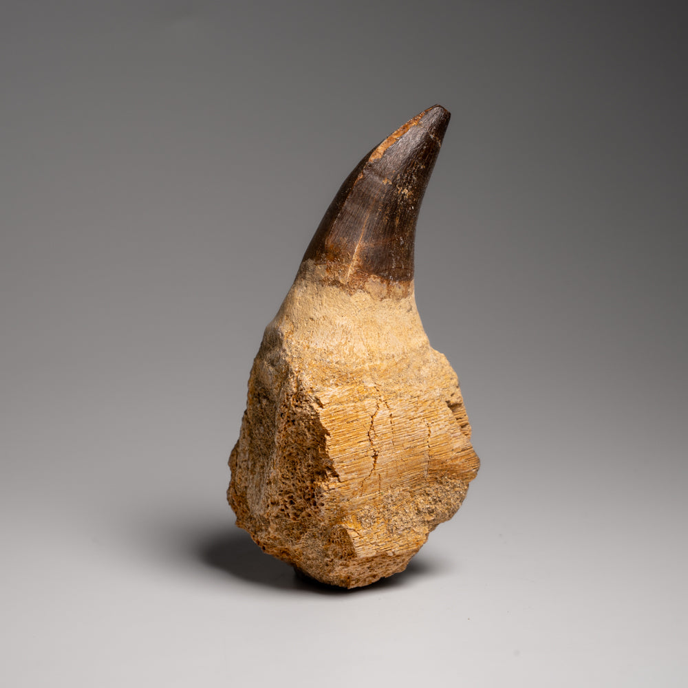 Genuine Mosasaur Tooth with Root From Morocco (163.5 grams)