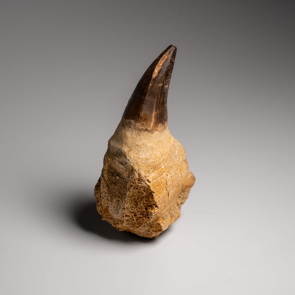 Genuine Mosasaur Tooth with Root From Morocco (163.5 grams)