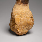Genuine Mosasaur Tooth with Root From Morocco (163.5 grams)