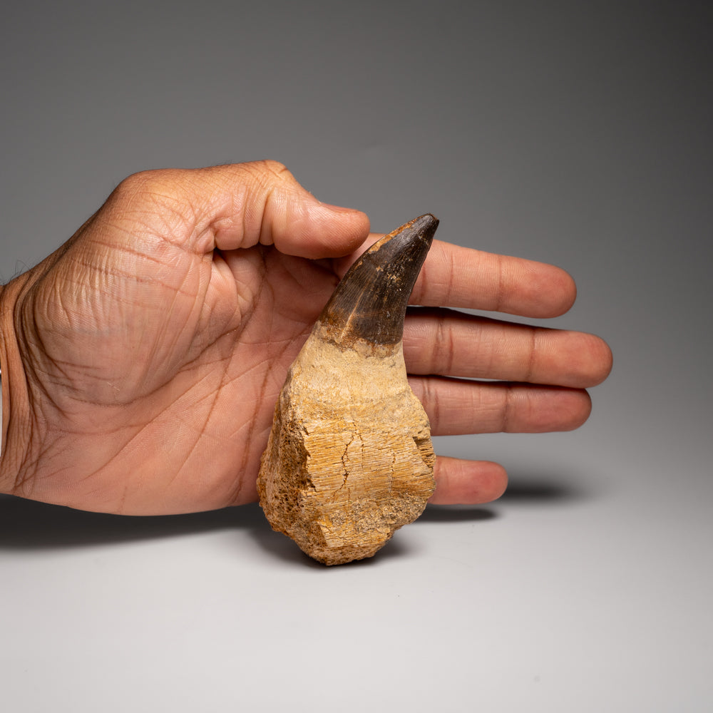 Genuine Mosasaur Tooth with Root From Morocco (163.5 grams)
