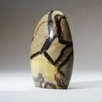 Polished Septarian Freeform from Madagascar (1.4 lbs)