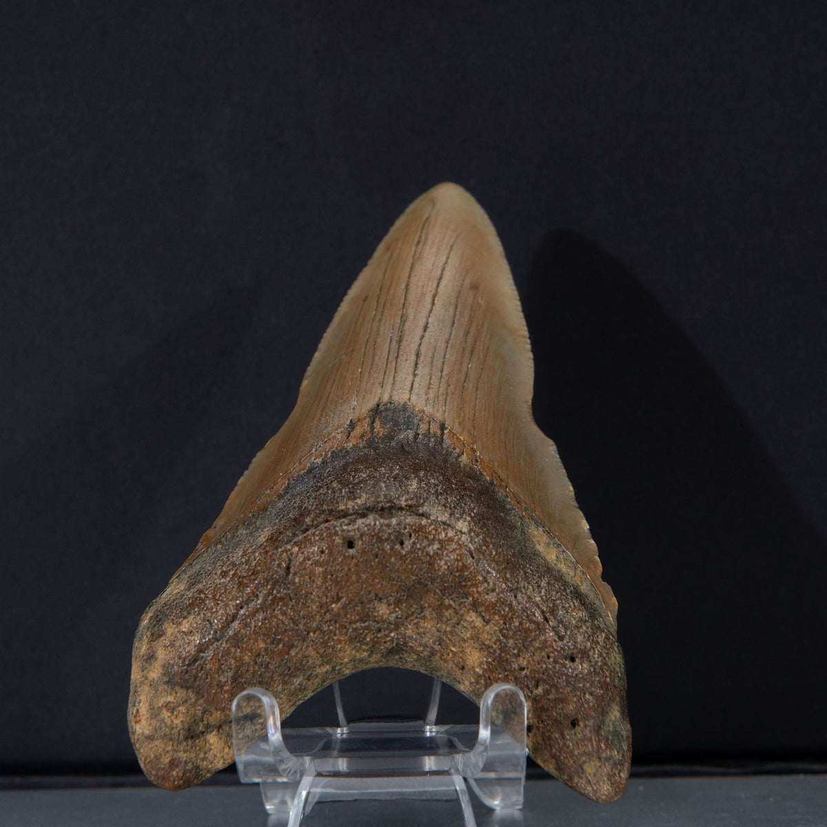 Genuine Prehistoric Megalodon Fossil Tooth (52.5 grams)