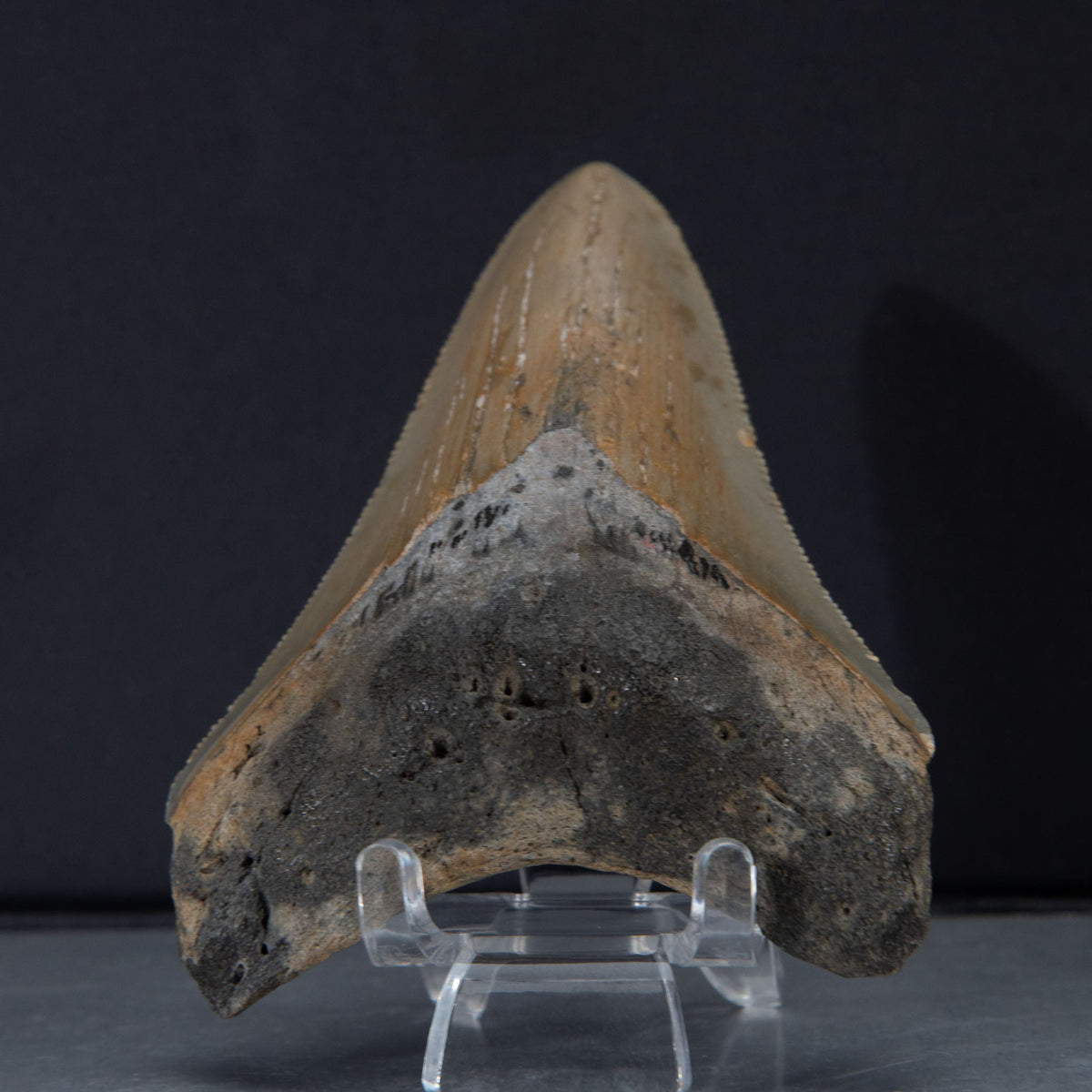 Genuine Prehistoric Megalodon Fossil Tooth (56.4 grams)