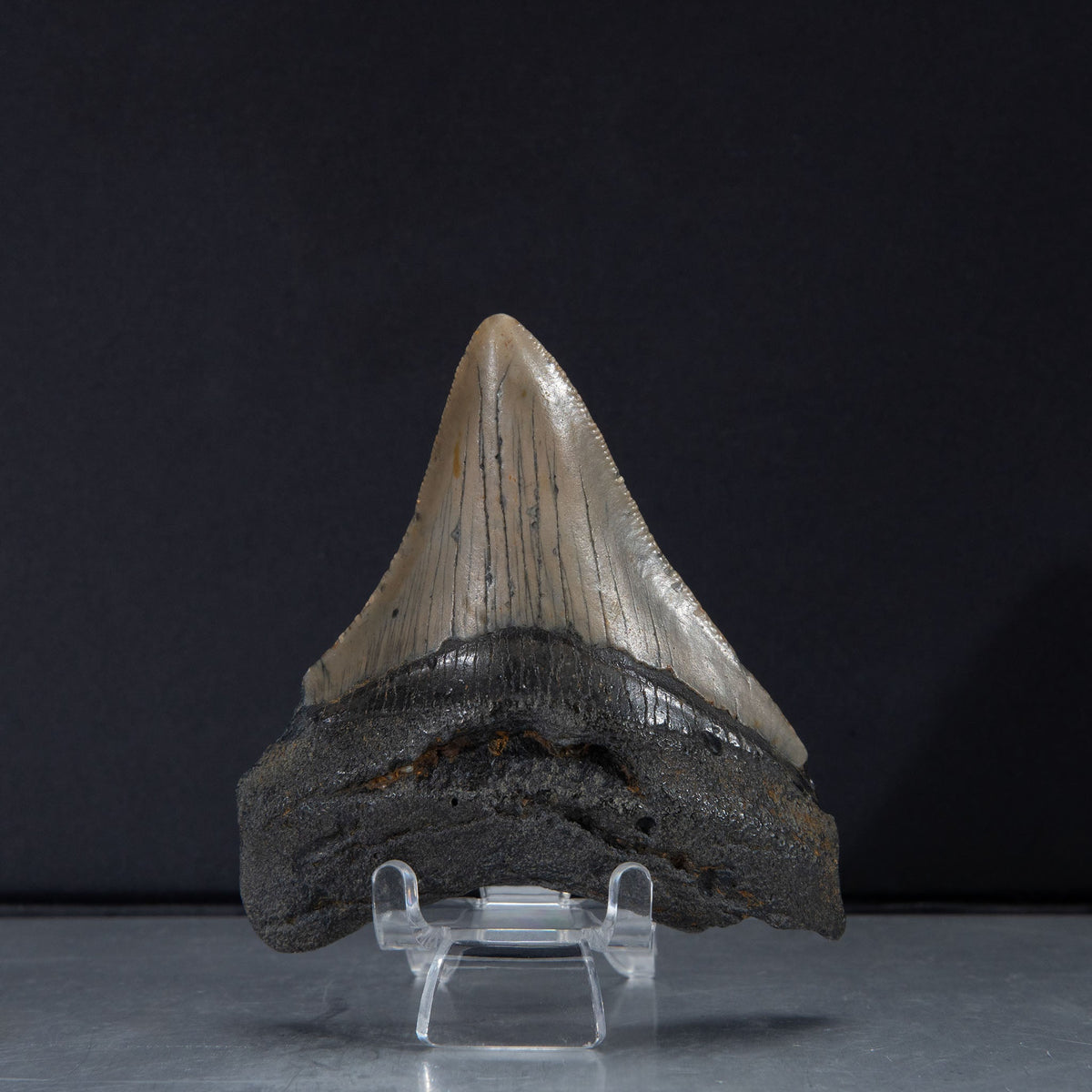 Genuine Prehistoric Megalodon Fossil Tooth (65.2 grams)