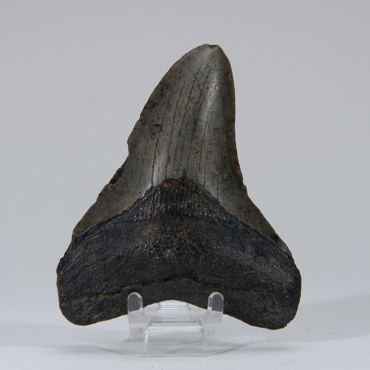 Genuine Prehistoric Megalodon Fossil Tooth (103.7 grams)