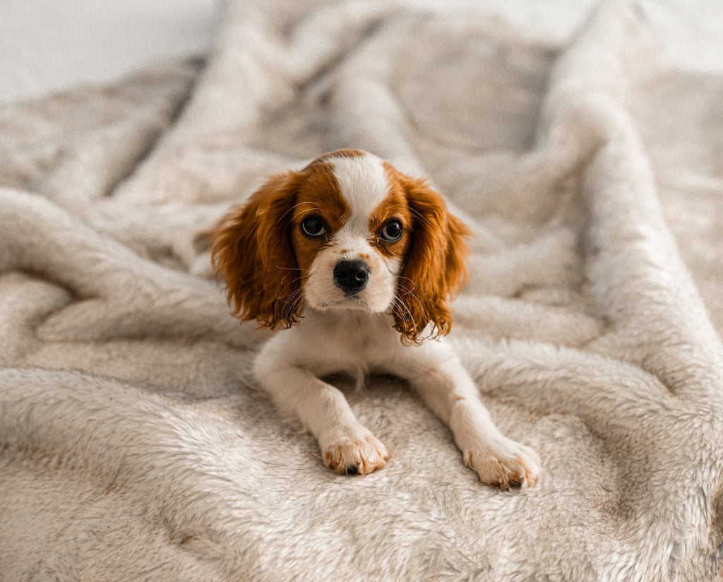 PupProtector™ Summer Short Fur Waterproof Throw Blanket - White with Brown Accents