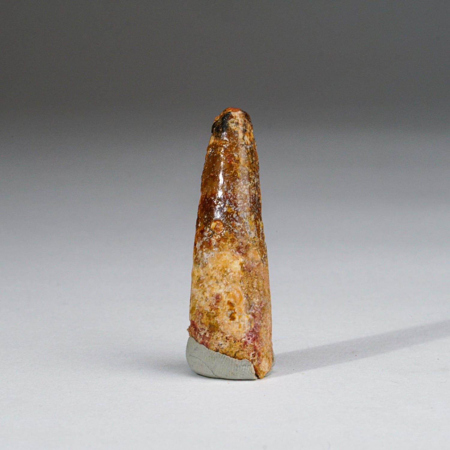Genuine Carcharodontosaurus Tooth in Display Box (11 grams)