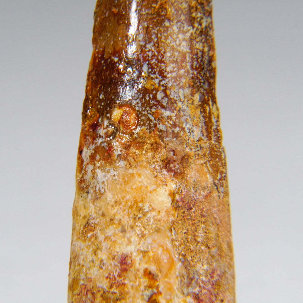Genuine Carcharodontosaurus Tooth in Display Box (11 grams)