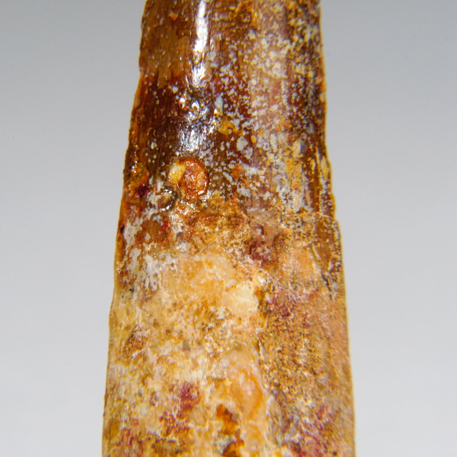 Genuine Carcharodontosaurus Tooth in Display Box (11 grams)