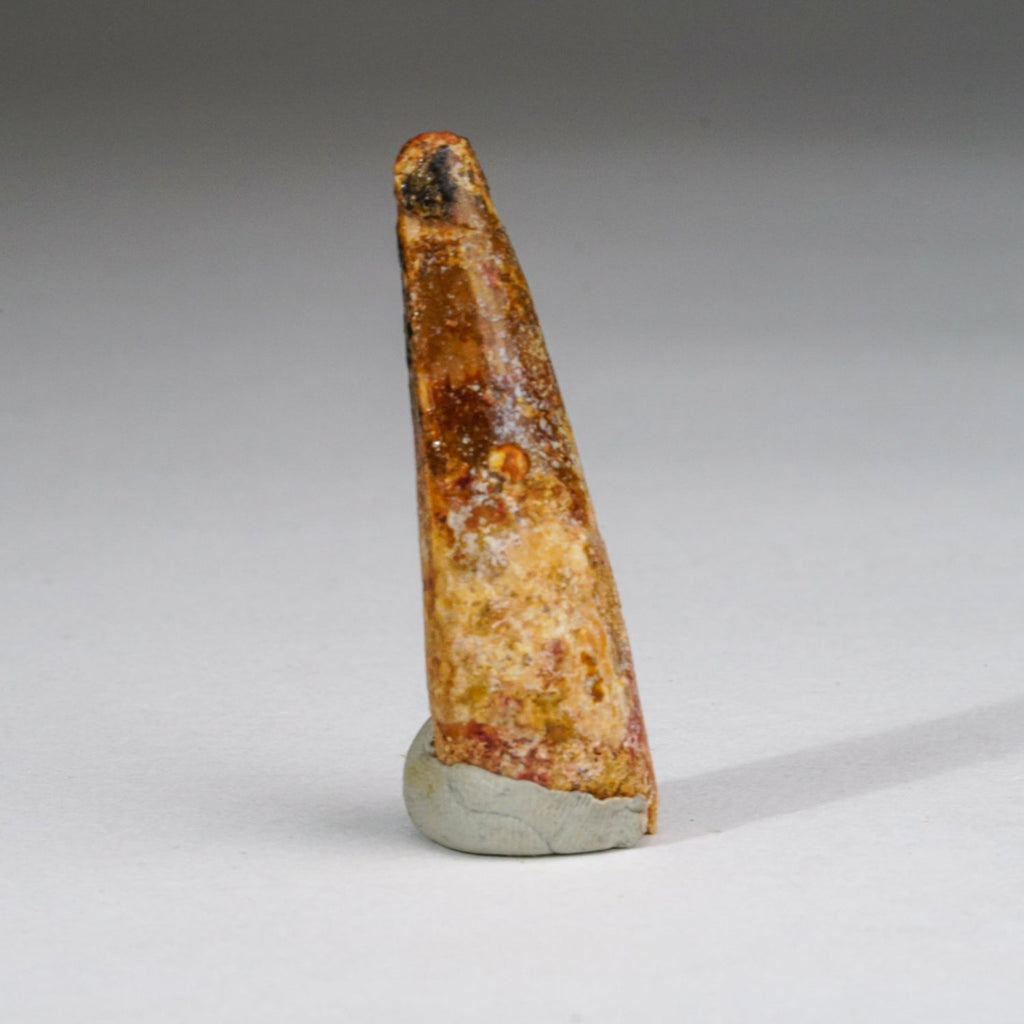 Genuine Carcharodontosaurus Tooth in Display Box (11 grams)