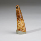 Genuine Carcharodontosaurus Tooth in Display Box (11 grams)