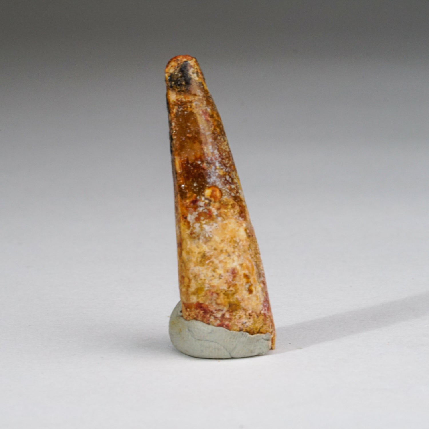 Genuine Carcharodontosaurus Tooth in Display Box (11 grams)