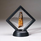 Genuine Carcharodontosaurus Tooth in Display Box (11 grams)