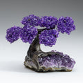 The Protection Tree - Amethyst Clustered Gemstone Tree on Amethyst Matrix (4")