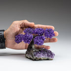 The Protection Tree - Amethyst Clustered Gemstone Tree on Amethyst Matrix (4")