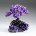 Genuine Amethyst Clustered Gemstone Tree on Amethyst Matrix - The Protection Tree (7 inches)