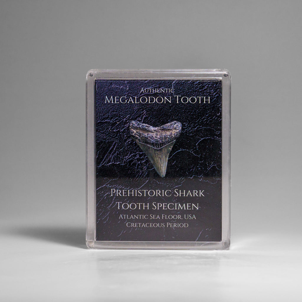 Genuine Prehistoric Megalodon Shark Tooth Specimen in Acrylic Display Box