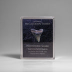 Genuine Prehistoric Megalodon Shark Tooth Specimen in Acrylic Display Box
