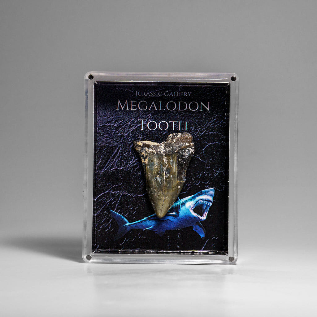 Genuine Prehistoric Megalodon Shark Tooth Specimen in Acrylic Display Box