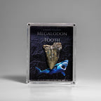 Genuine Prehistoric Megalodon Shark Tooth Specimen in Acrylic Display Box