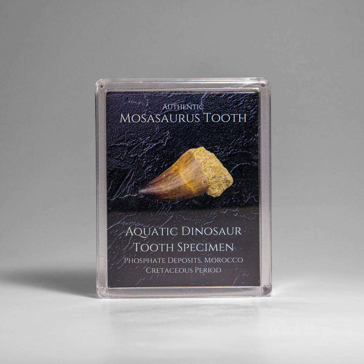 Genuine Mosasaurus (Dinosaur) Tooth in Acrylic Display Box