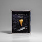 Genuine Mosasaurus (Dinosaur) Tooth in Acrylic Display Box