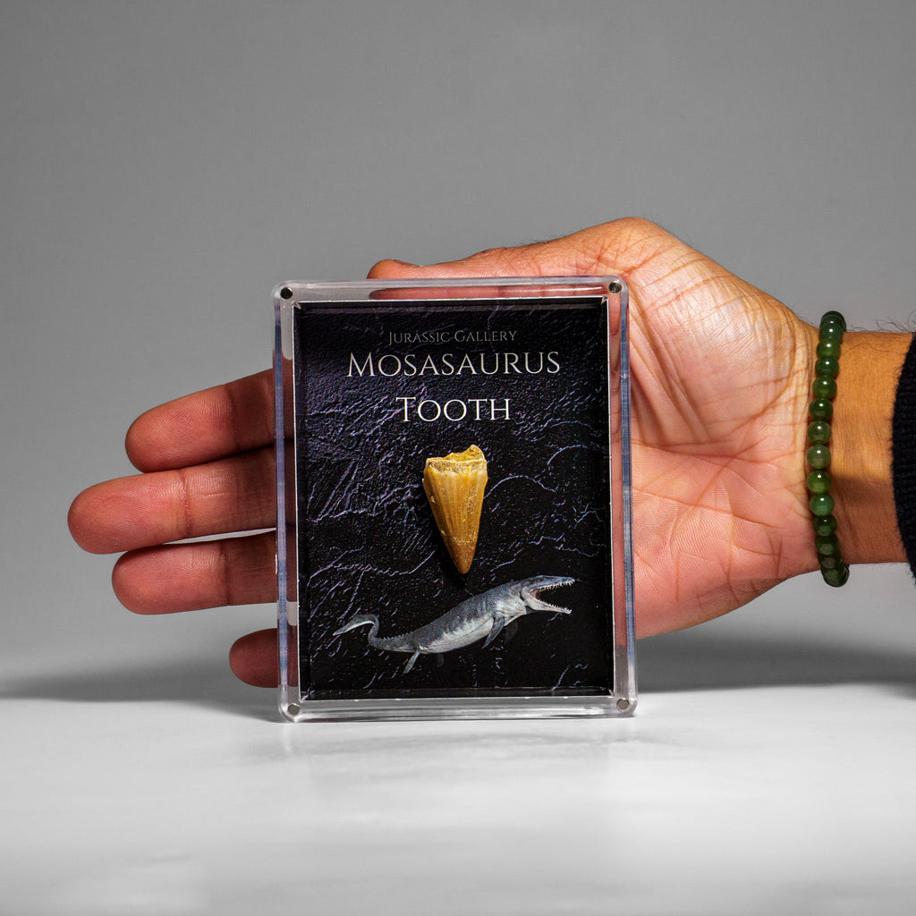 Genuine Mosasaurus (Dinosaur) Tooth in Acrylic Display Box