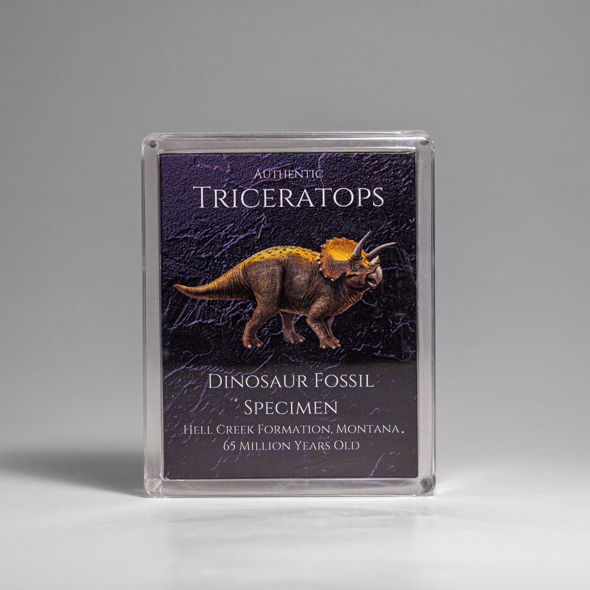 Genuine Triceratops (Dinosaur) Tooth in Acrylic Display Box