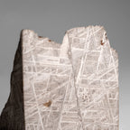 Genuine Muonionalusta Meteorite Slice (453.6 grams)