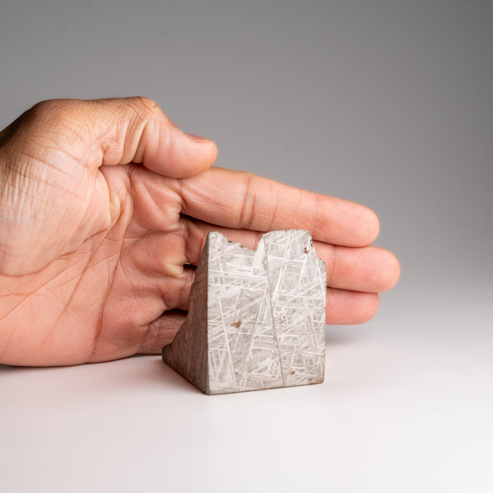 Genuine Muonionalusta Meteorite Slice (453.6 grams)