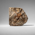 Genuine Ophiuroidea Brittle Star Fossil (2.35 lbs)