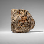 Genuine Ophiuroidea Brittle Star Fossil (2.35 lbs)