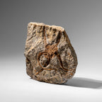 Genuine Ophiuroidea Brittle Star Fossil (2.35 lbs)